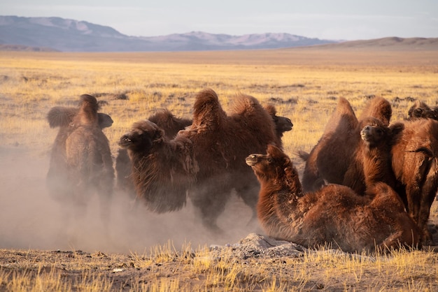 Rebanho de camelos em uma autêntica província da Mongólia Modo de vida tradicional e pastoreio na Mongólia