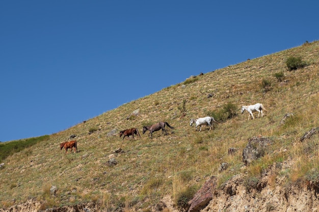 Foto rebanho de cavalos em uma encosta de montanha íngreme.