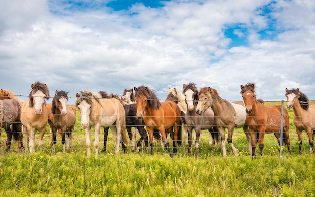 Rebanho de cavalos islandeses em pé no campo na fazenda da paisagem cênica da islândia