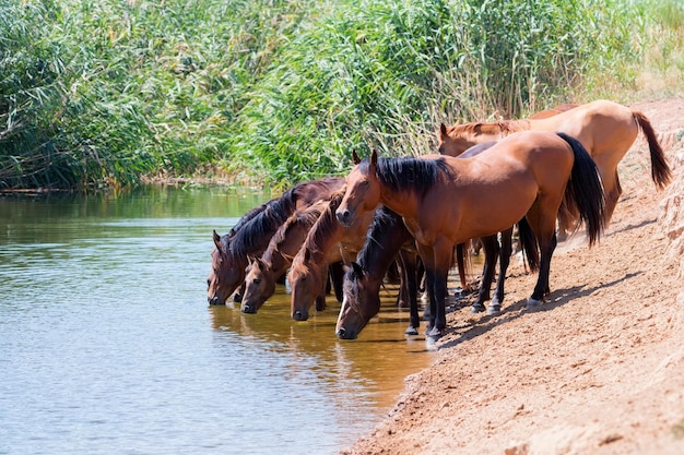 Foto rebanho de cavalos selvagens bebe água nas estepes