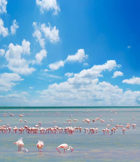 Rebanho de flamingos cor de rosa na Sardenha