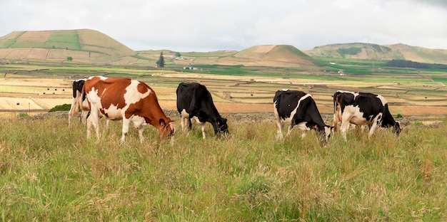 Rebanho de gado leiteiro a pastar num prado nos Açores