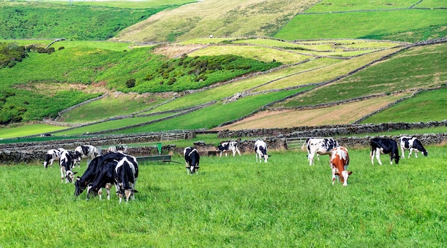 Foto rebanho de gado leiteiro a pastar num prado nos açores