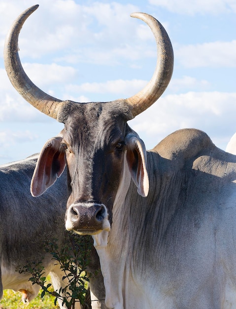 Rebanho de gado zebu em dia ensolarado