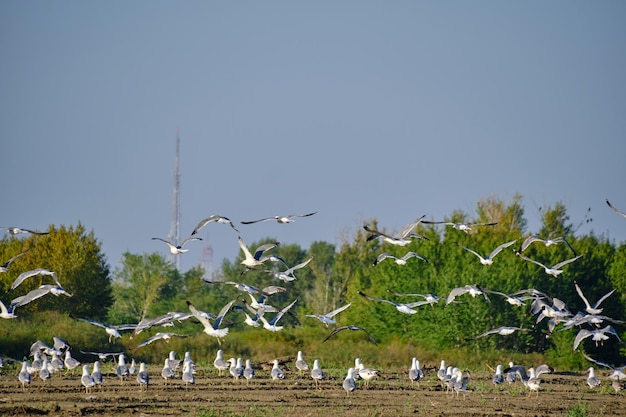 Rebanho de gaivotas decolando da costa