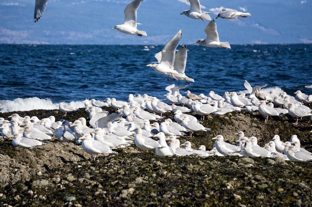 Rebanho de gaivotas sentado em uma costa rochosa