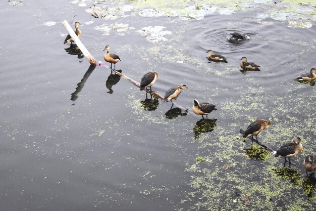 Rebanho de gansos e outras aves aquáticas alimentando-se de manhã em zonas húmidas