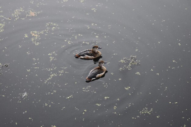 Foto rebanho de gansos e outras aves aquáticas alimentando-se de manhã em zonas húmidas