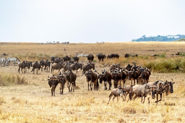 Rebanho de gnus migrando no Quênia