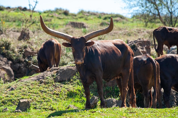 Foto rebanho de gnus