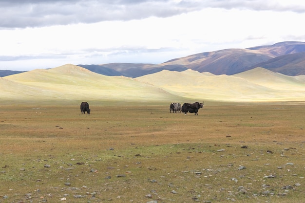 Rebanho de iaques nas estepes da mongólia montanhosa. altai
