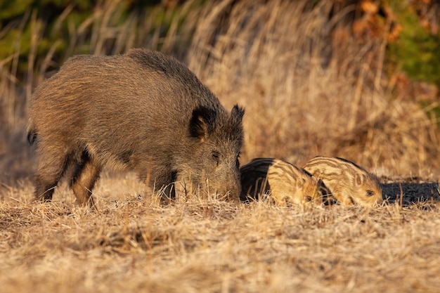 Rebanho de javalis farejando o campo na primavera