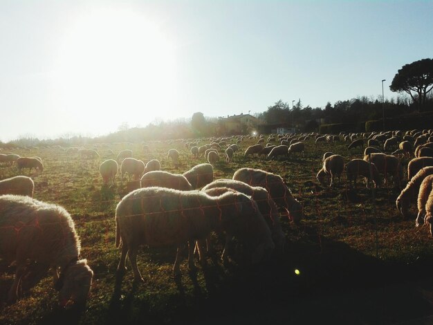Foto rebanho de ovelhas a pastar no campo contra um céu claro