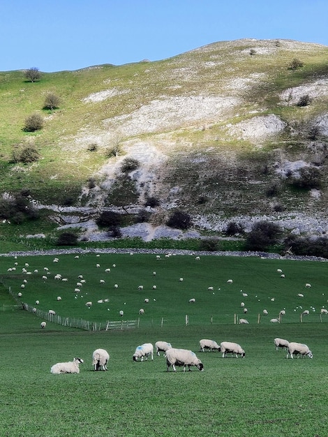 Foto rebanho de ovelhas a pastar no campo