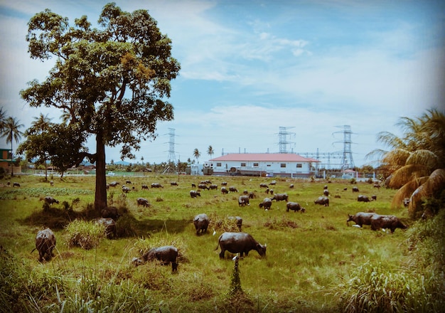 Foto rebanho de ovelhas a pastar no campo