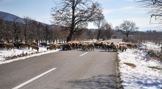 Rebanho de ovelhas atravessa a estrada em imagem de inverno