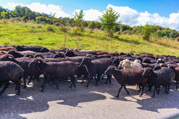 Rebanho de ovelhas caminhando no campo