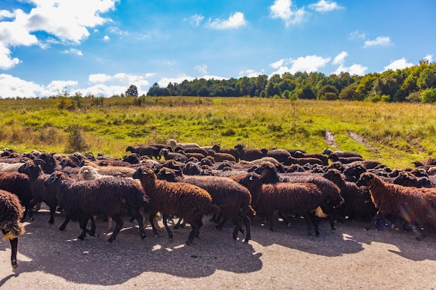 Rebanho de ovelhas caminhando no campo