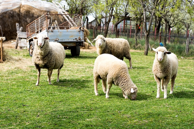 Rebanho de ovelhas curiosas olhando a câmera