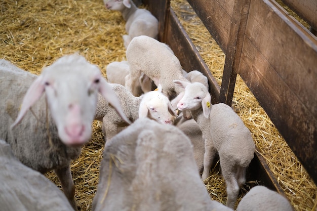 Rebanho de ovelhas da fazenda de gado