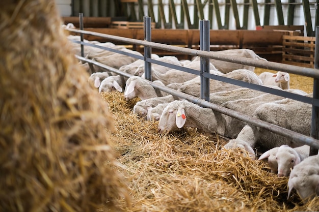 Rebanho de ovelhas da fazenda de gado