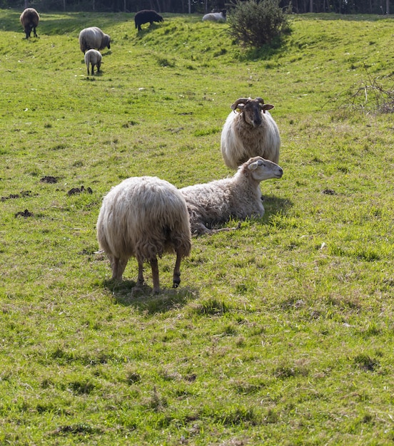 Rebanho de ovelhas de cabelos compridos (lã clara) de cor branca, pastando no prado verde. Cantábria.