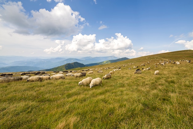 Rebanho de ovelhas de fazenda pastando no pasto verde da montanha.