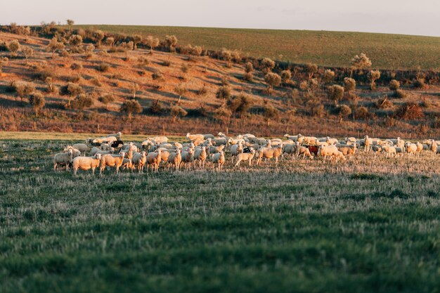 Foto rebanho de ovelhas de pé em um campo gramado