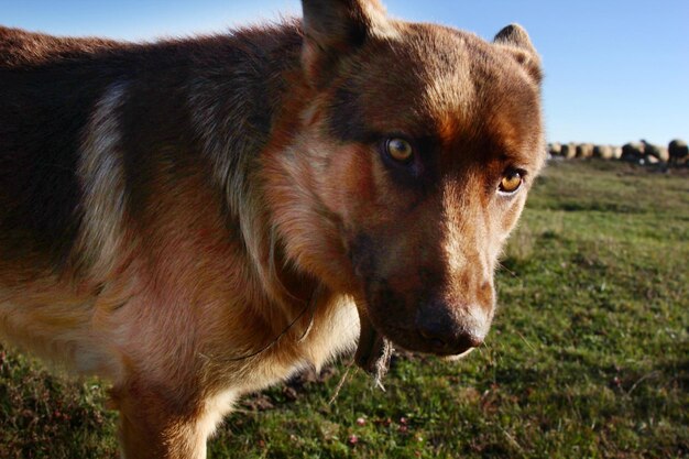 Rebanho de ovelhas e cão lobo