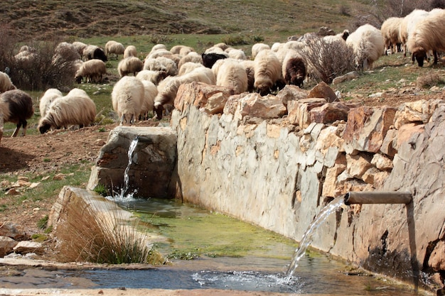 Rebanho de ovelhas e fonte Água limpa da montanha