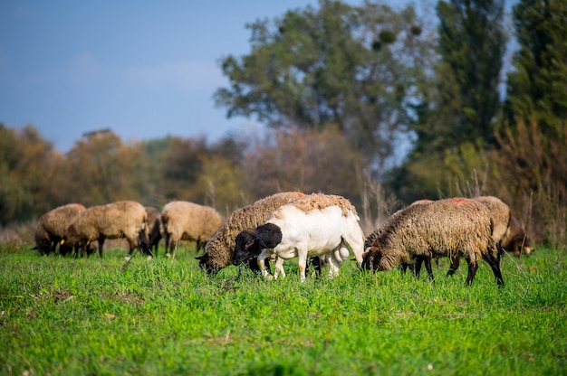 Foto rebanho de ovelhas em campo verde, casa de fazenda