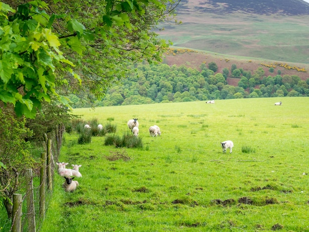 Rebanho de ovelhas em campo verde e fundo de montanha sob céu nublado no interior da Inglaterra