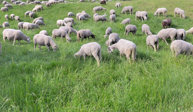 Rebanho de ovelhas em pastagem alpina pastando em um prado verdejante