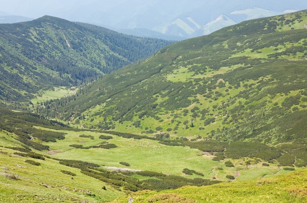 Rebanho de ovelhas em pastagem de montanha verde de verão (montanhas dos Cárpatos, Ucrânia)