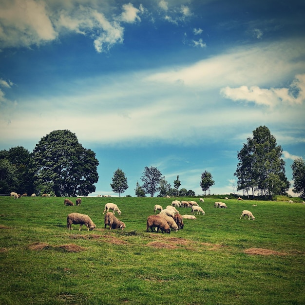 Rebanho de ovelhas em um campo verde com céu azul e sol