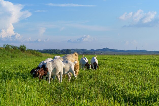 Rebanho de ovelhas em um prado aberto no verão