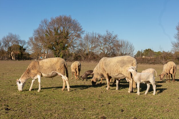 Rebanho de ovelhas em um prado no campo