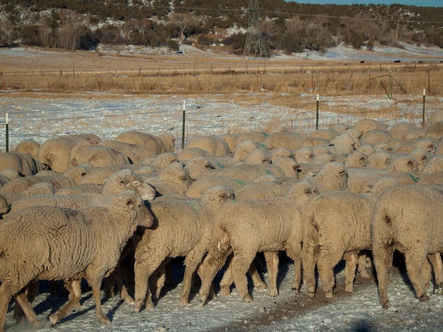 Rebanho de ovelhas na estrada.