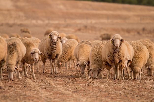 Rebanho de ovelhas na natureza