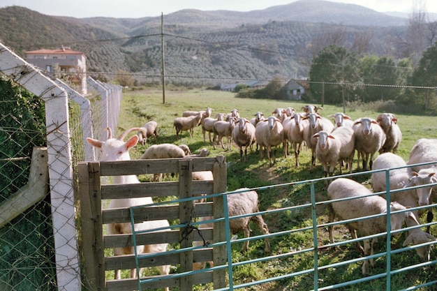 Foto rebanho de ovelhas na quinta