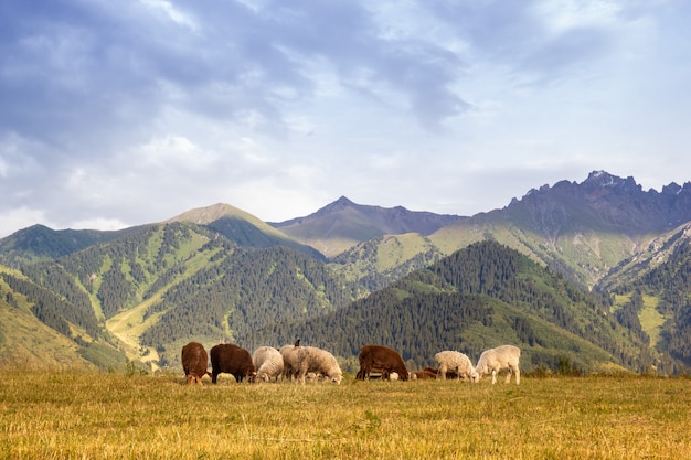 Rebanho de ovelhas nas montanhas do Cazaquistão.