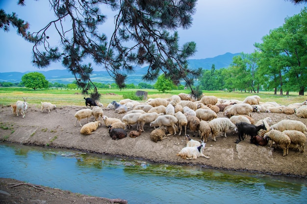 Rebanho de ovelhas nas montanhas. Viajar na Geórgia.