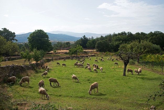 Rebanho de ovelhas no campo verde