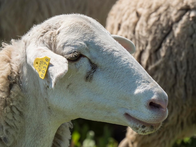 Rebanho de ovelhas no campo