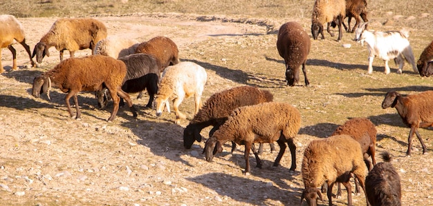 Rebanho de ovelhas no campo