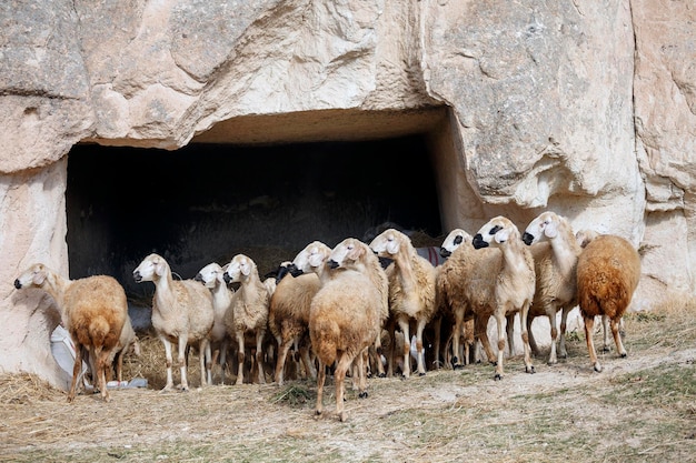 Rebanho de ovelhas no fundo de uma caverna na montanha, Turquia, Capadócia