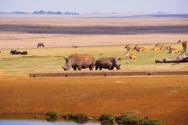 Rebanho de ovelhas num campo