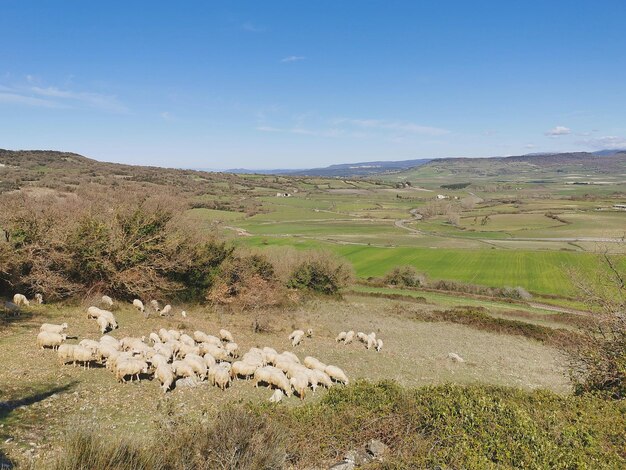 Rebanho de ovelhas num campo