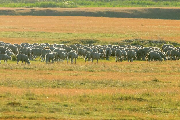 Rebanho de ovelhas, ovelhas no campo