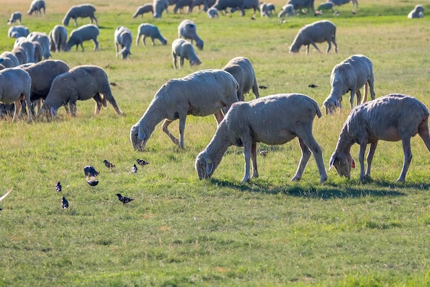 Rebanho de ovelhas, ovelhas no campo